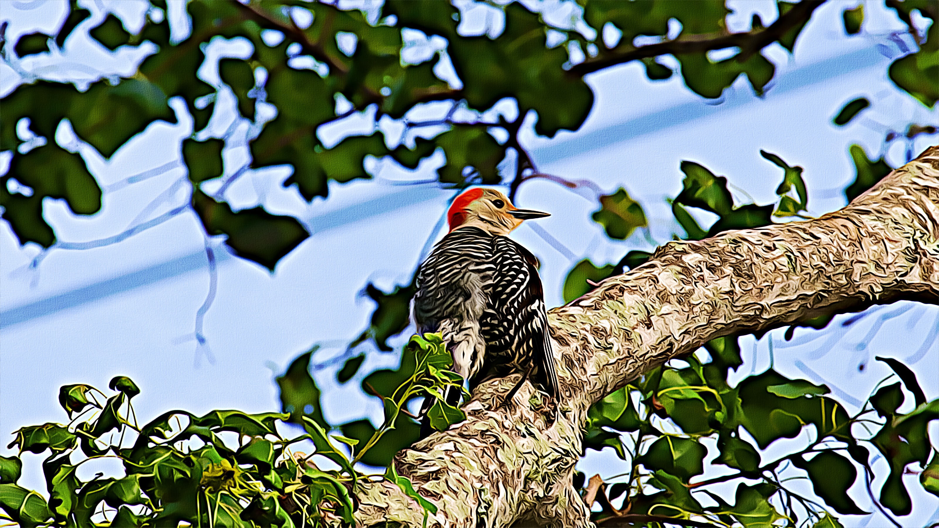 Dawn's Red Bellied Surprise